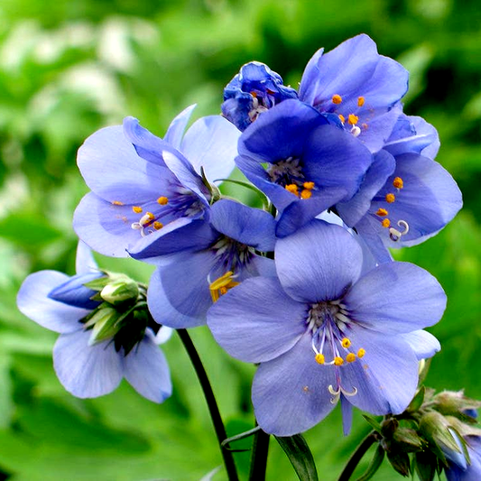 Brise d'Anjou™ Jacob's Ladder