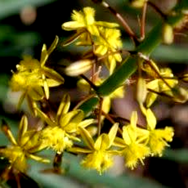 Bulbine asphodeloides