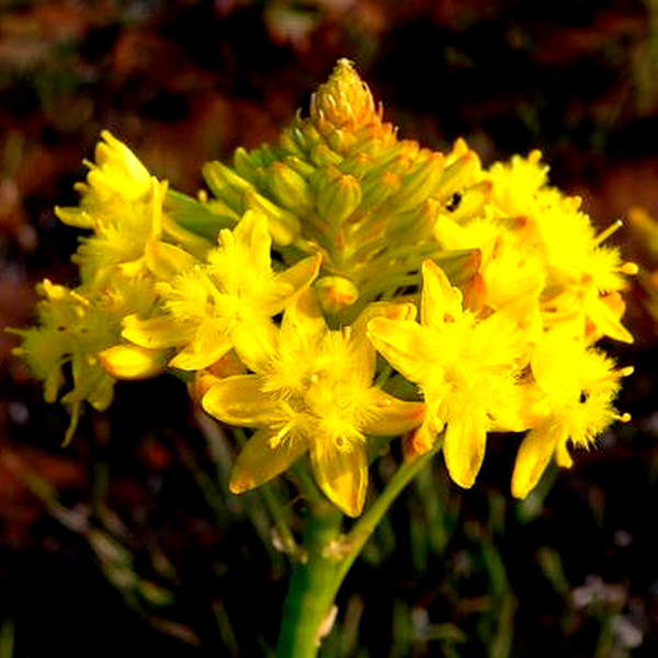 Bulbine capitata