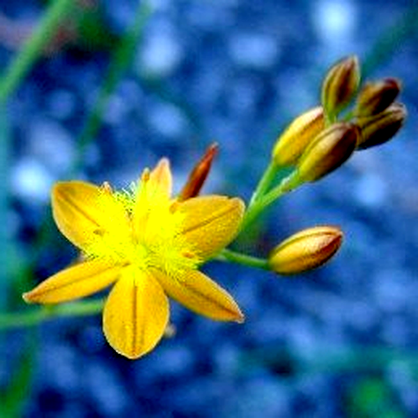 Bulbine favosa