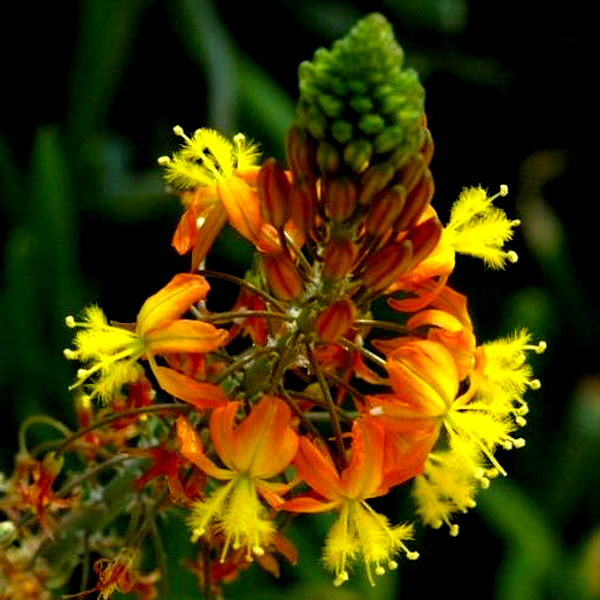 Bulbine frutescens Orange