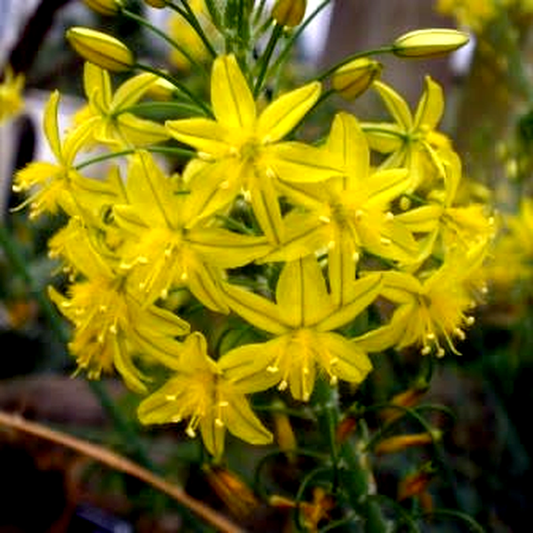 Bulbine frutescens Yellow