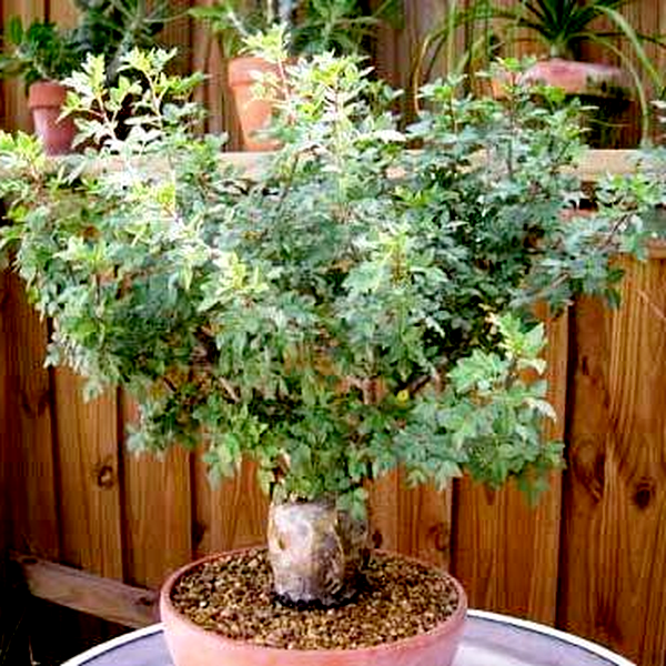 Bursera fagaroides