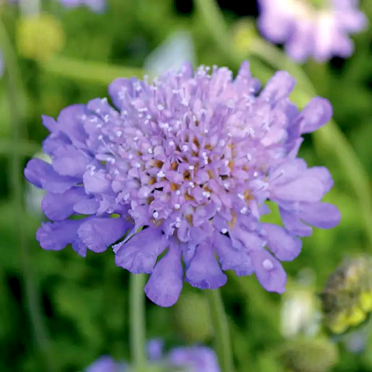 Butterfly Blue Pincushion Flower
