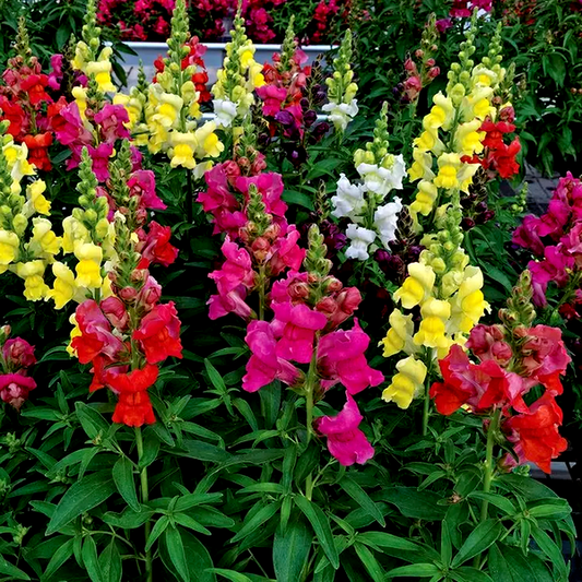 Candy Tops Mix Snapdragon Seeds