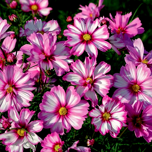 Capriola' Cosmos Seeds
