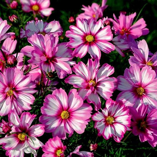 Capriola' Cosmos Seeds
