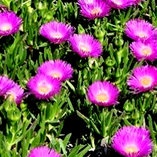 Carpobrotus acinaciformis