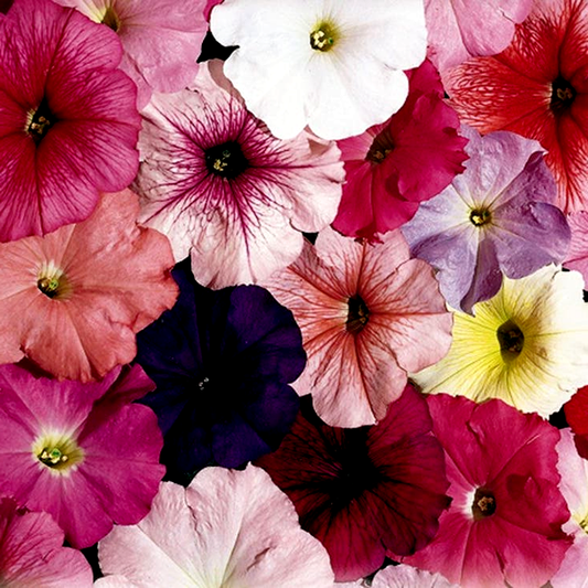 Celebrity Mix Petunia Seeds