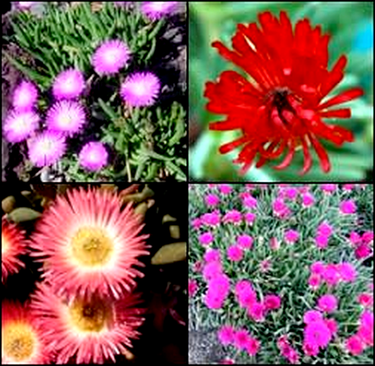 Cephalophyllum Mixed Species