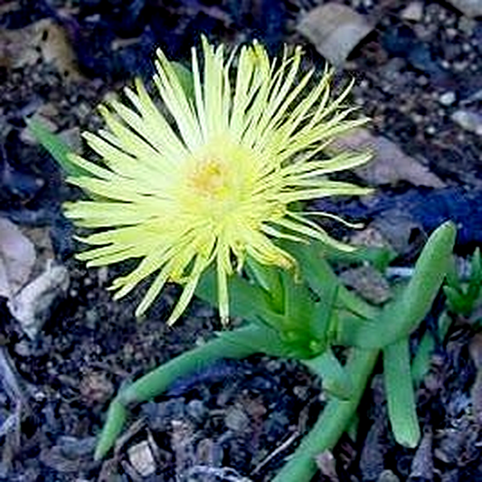 Cephalophyllum loreum