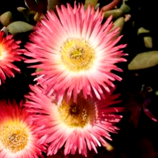 Cephalophyllum spissum