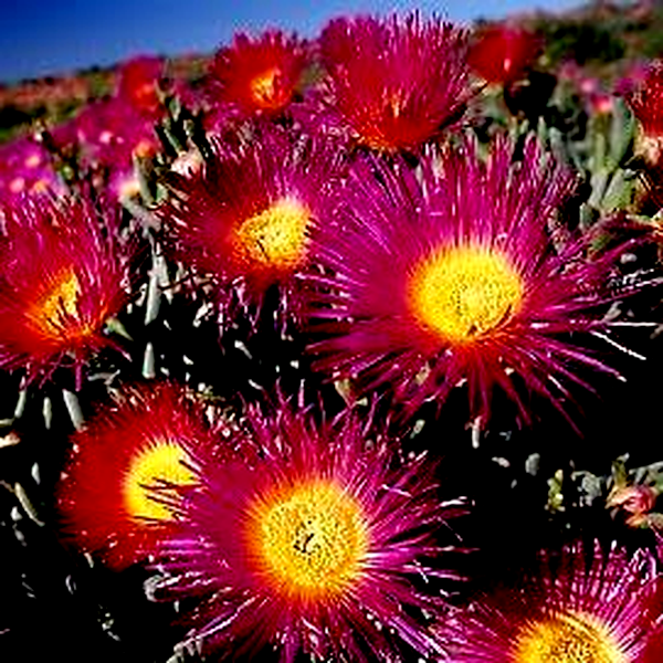 Cephalophyllum spongiosum