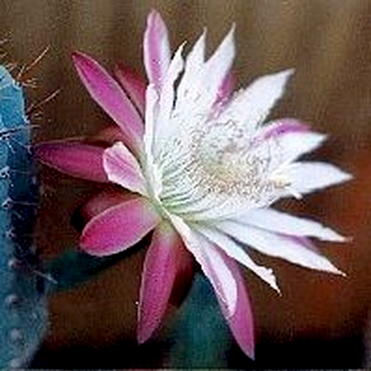 Cereus validus