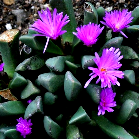 Cerochlamys pachyphylla