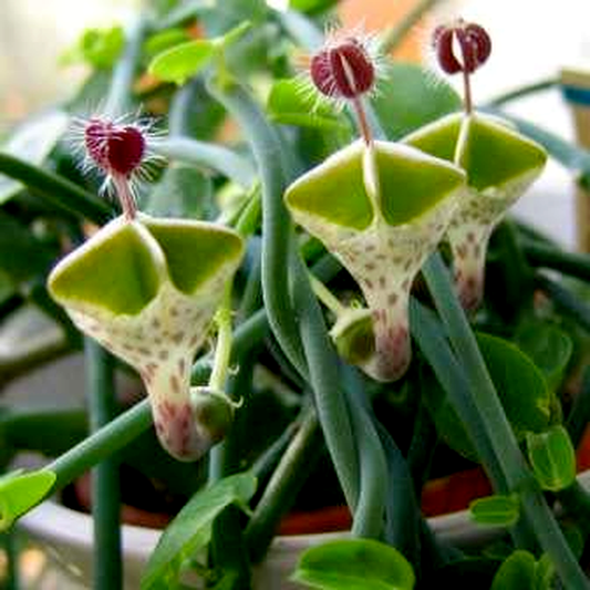 Ceropegia haygarthii