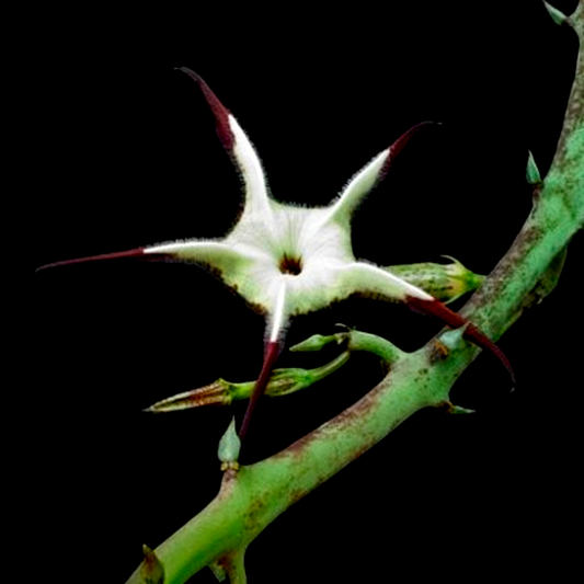 Ceropegia stapeliiformis