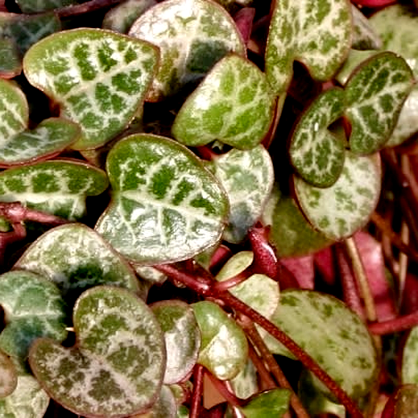 Ceropegia woodii