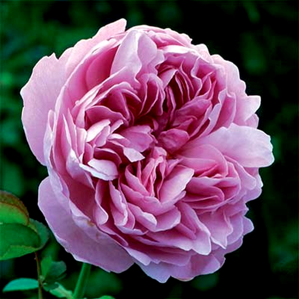 Charles Rennie Mackintosh