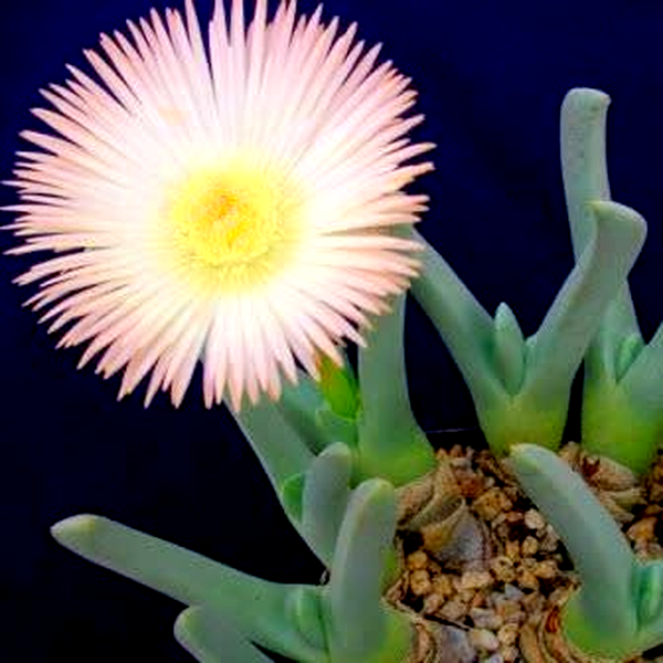 Cheiridopsis candidissima