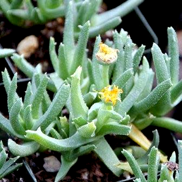 Cheiridopsis derenbergiana