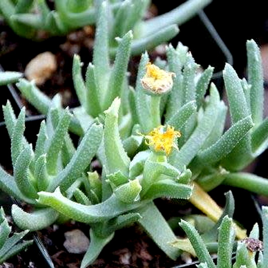 Cheiridopsis derenbergiana