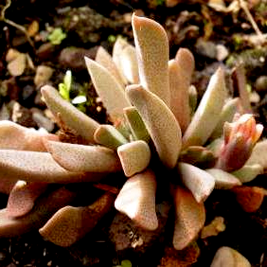 Cheiridopsis marlothii