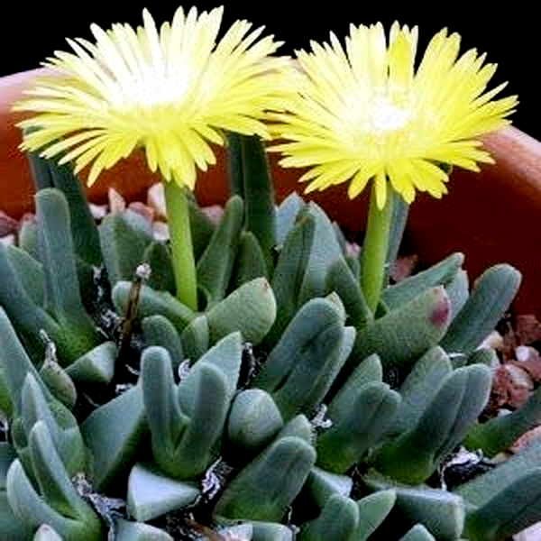 Cheiridopsis namaquensis