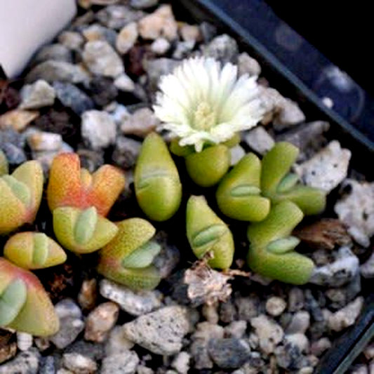 Cheiridopsis schlechteri