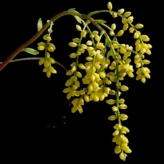 Chiastophyllum oppositifolium