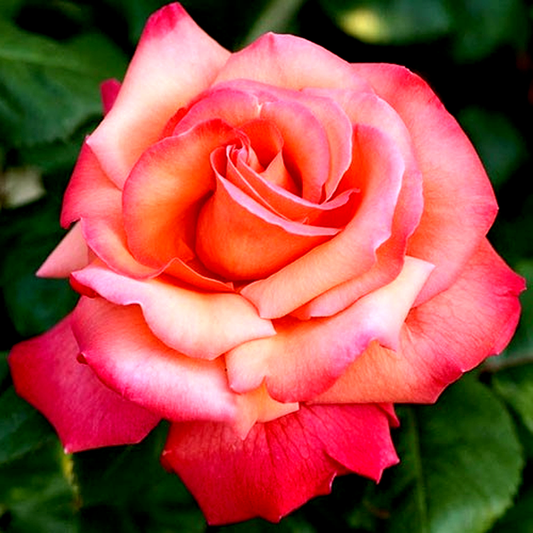 Christopher Columbus