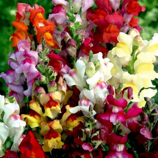 Circus Clowns' Snapdragon Seeds