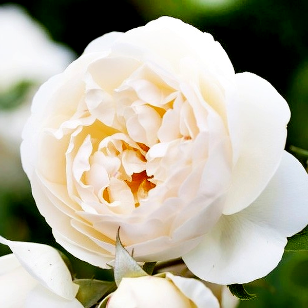 Claire Austin Climbing