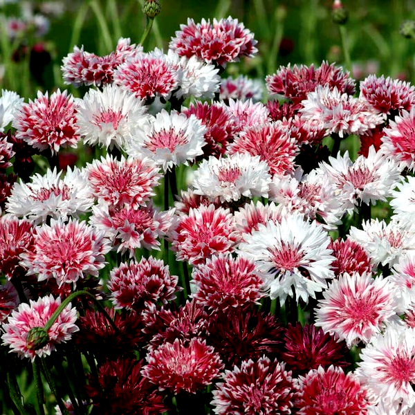 Classic Romantic' Mix Cornflower Seeds