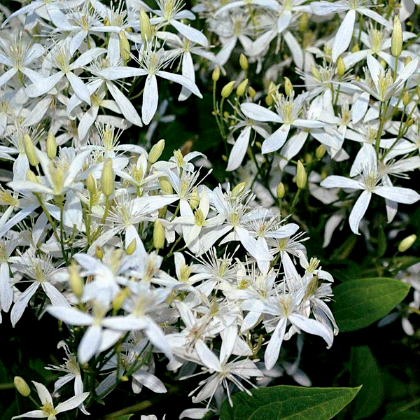 Clematis Sweet Autumn