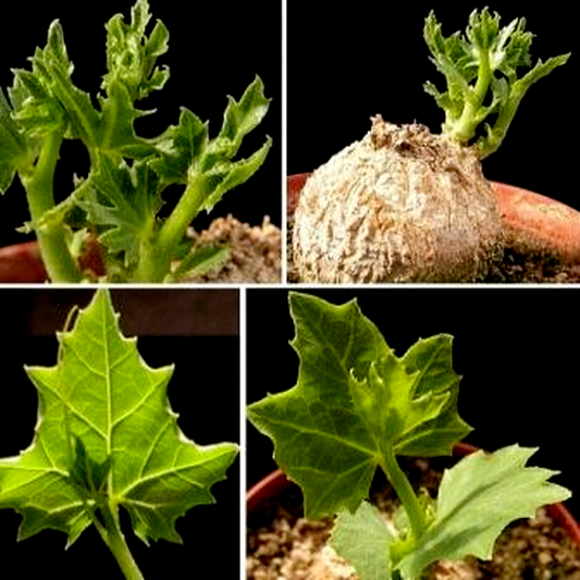 Coccinia sessilifolia