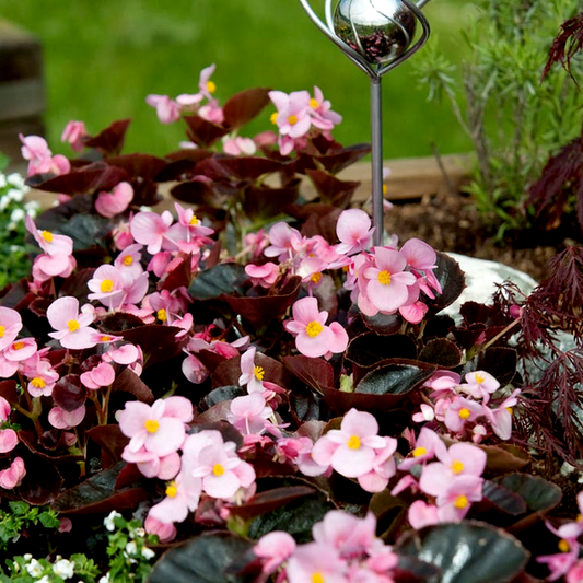 Cocktail™ Brandy™ Begonia Seeds