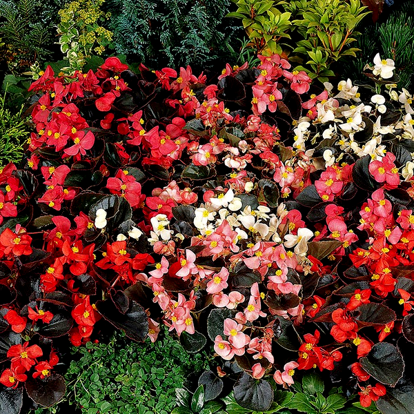 Cocktail™ Mix Begonia Seeds