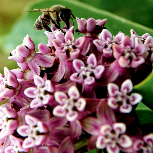 Common Milkweed Heirloom Seeds