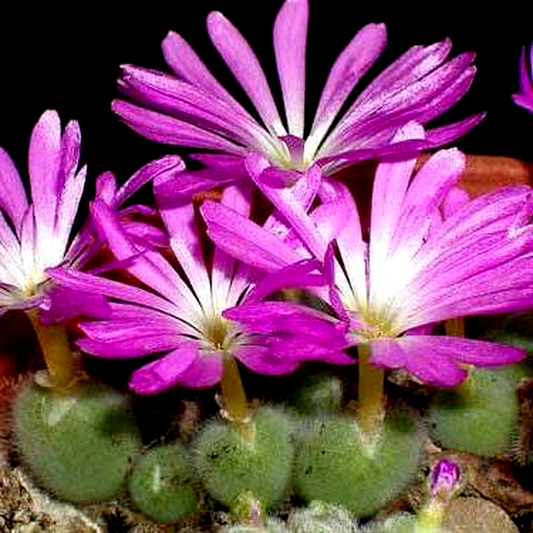 Conophytum mirabile