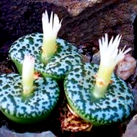 Conophytum obcordellum ssp ceresianum