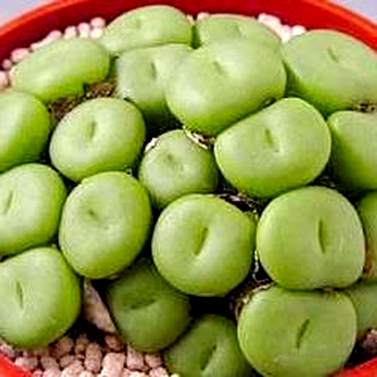 Conophytum pearsonii