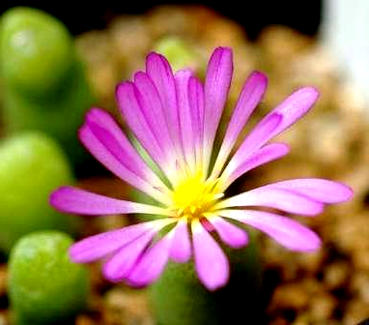 Conophytum smorenskaduense