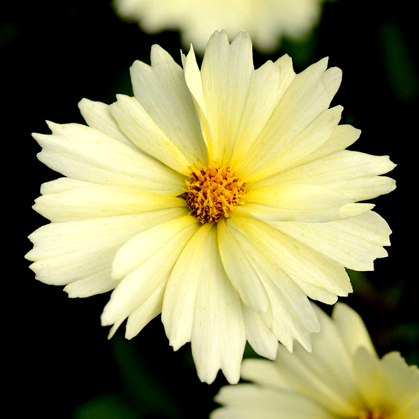 Coreopsis UpTick™ Cream