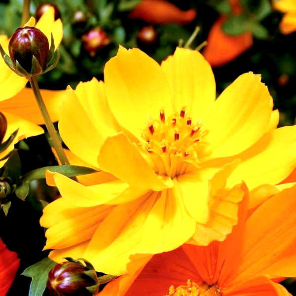 Cosmic Yellow Cosmos Flower Seeds