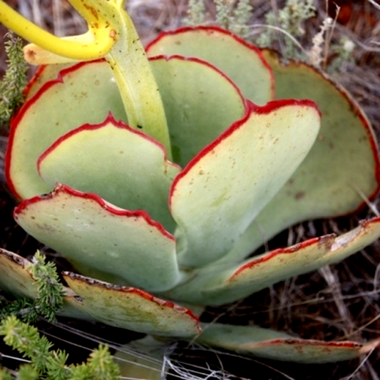 Cotyledon cuneata