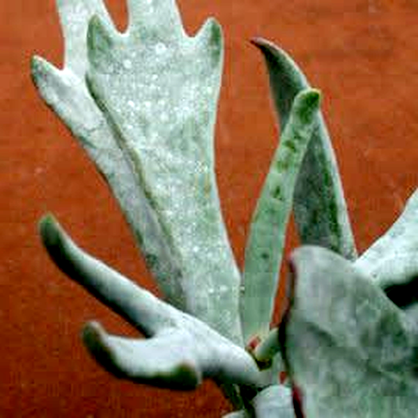 Cotyledon orbiculata