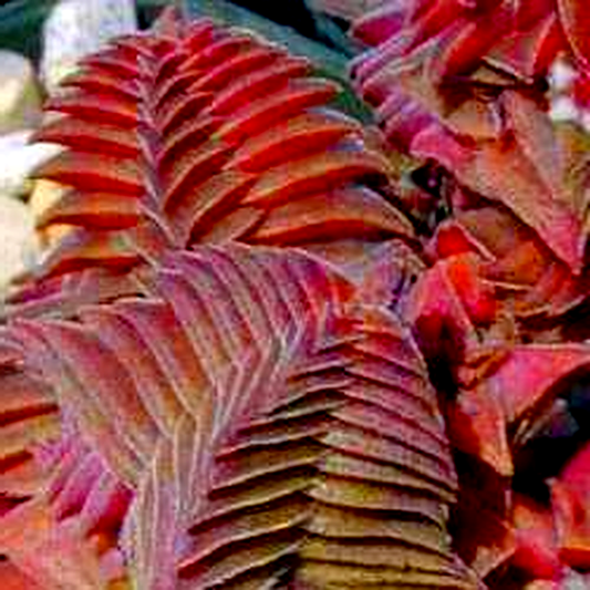 Crassula alpestris ssp alpestris