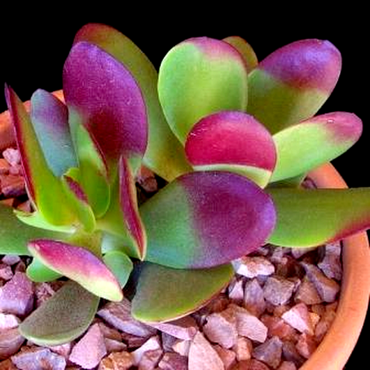 Crassula cultrata