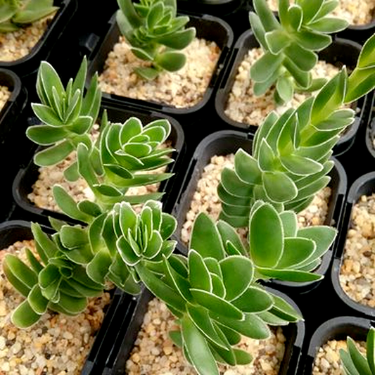 Crassula fallax